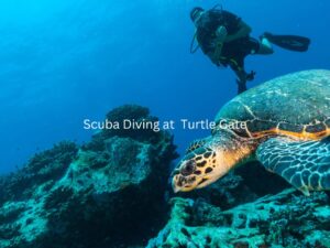 Scuba Diving in Turtle Beach