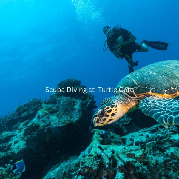 Combo Pack (Per Person) Scuba Diving at  Turtle Gate