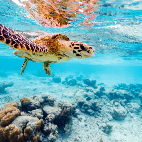Combo Pack (Per Person) Snorekeling at  Turtle Beach