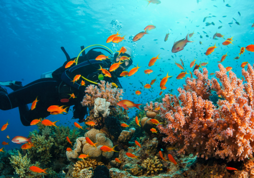 Try Scuba Diving